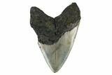 Huge, Fossil Megalodon Tooth - North Carolina #172573-2